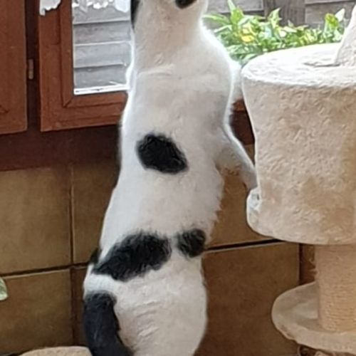 Katze
