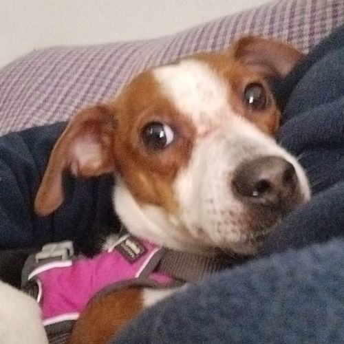 Lola