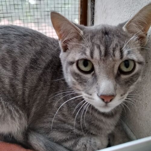 Katze