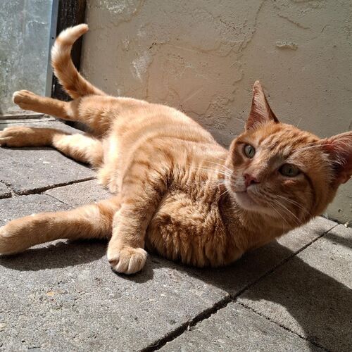 Katze