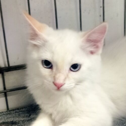 Katze
