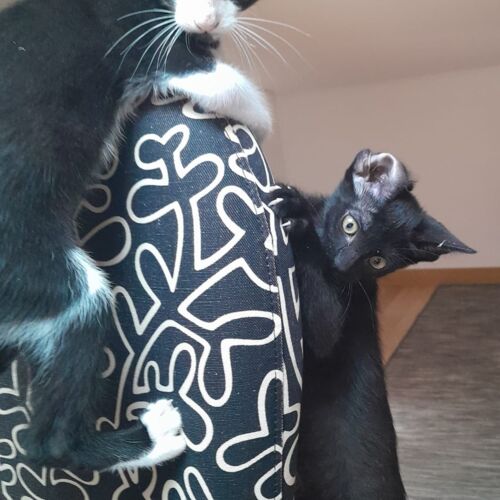 Katze