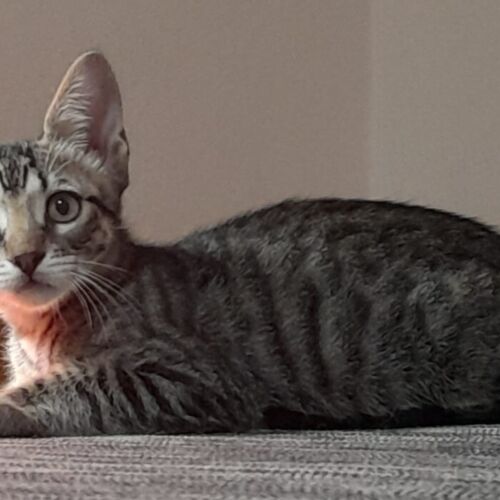 Katze