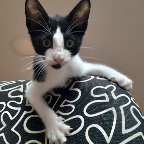 Katze