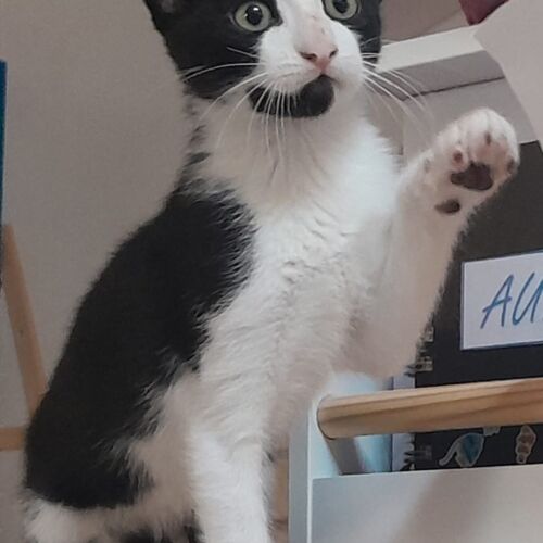 Katze