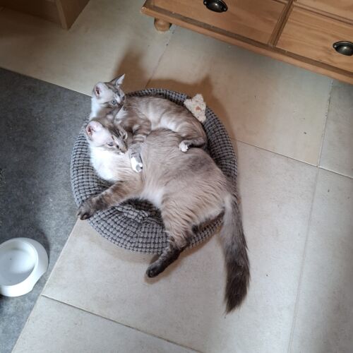 Katze