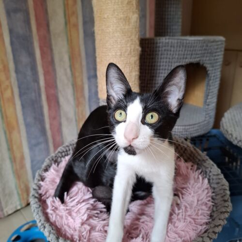 Katze
