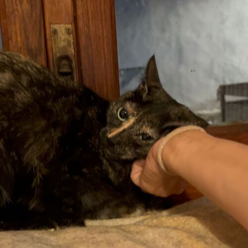 Katze