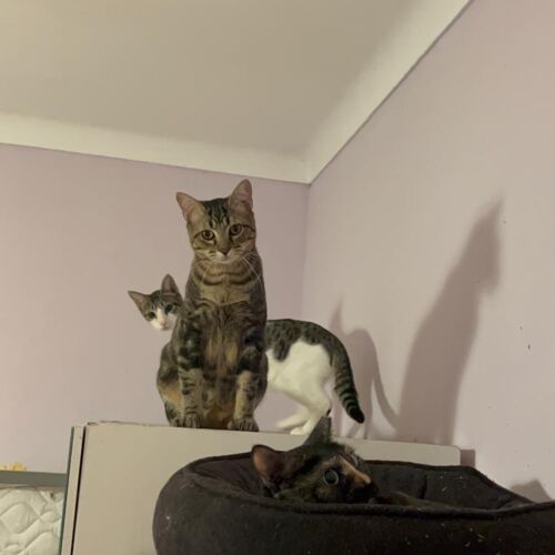 Katze