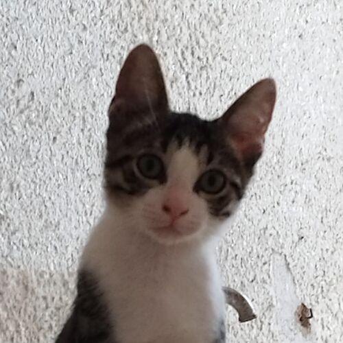 Katze