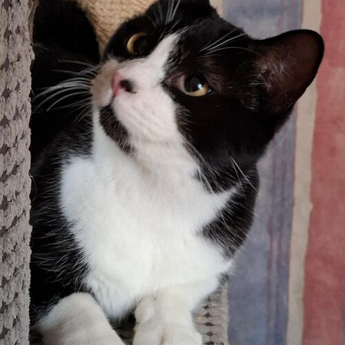 Leo