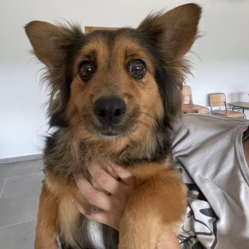 Patita