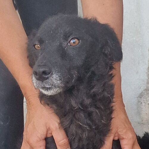 Joaninha
