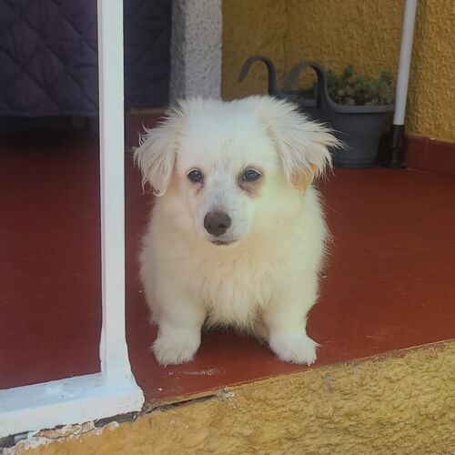 Puchi