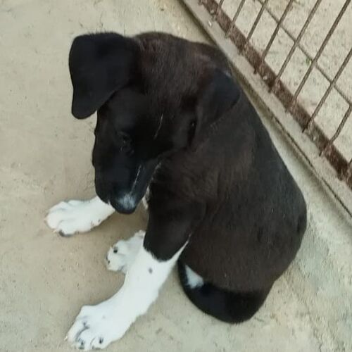 Max