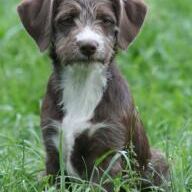 Happy Chocolatina, Aug. 2012