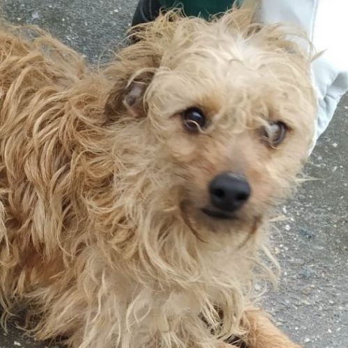 viva la hund unsere hunde