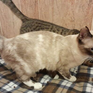 Katze
