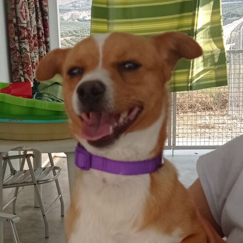 Peque