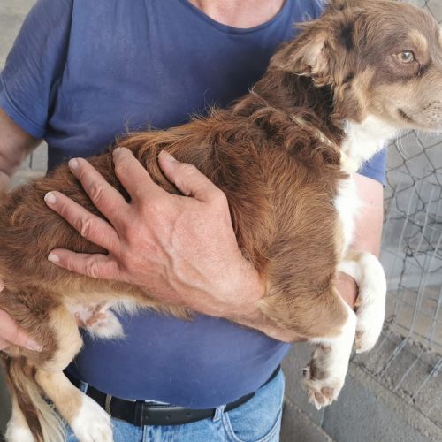 Unser Hund Vivalahund