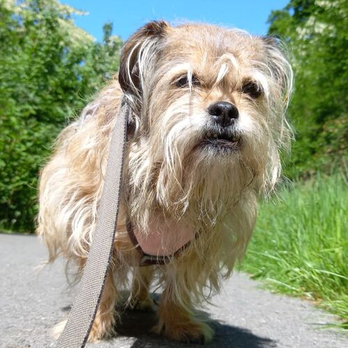 Trudi