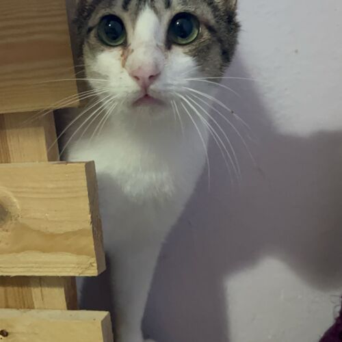 Katze