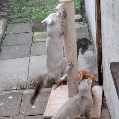 Katze