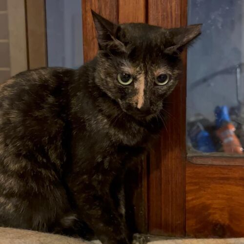 Katze