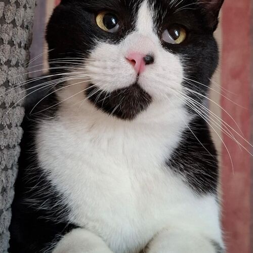 Leo