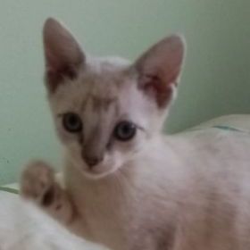 Sumi