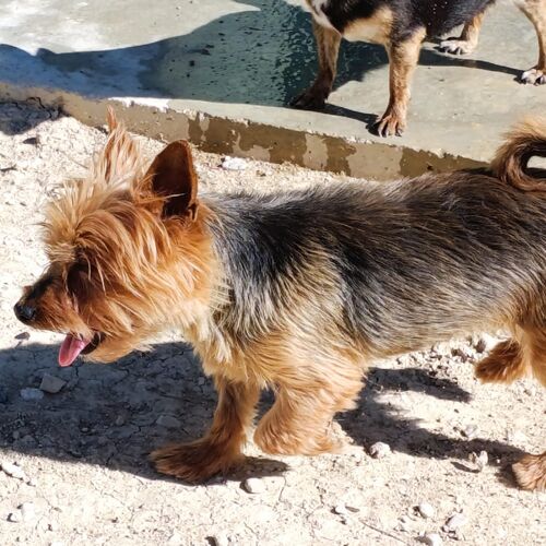 Cuca
