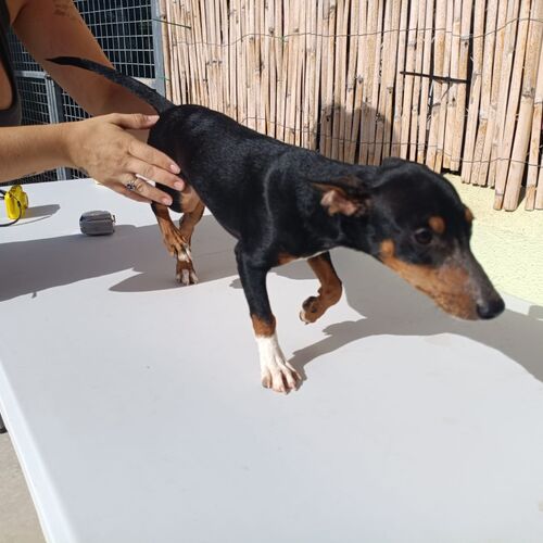 Tiko