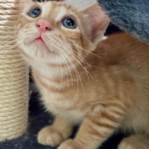 Katze