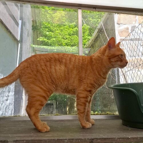 Katze
