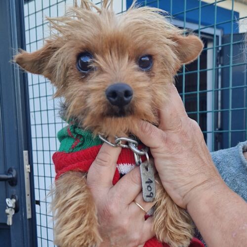 Yorky