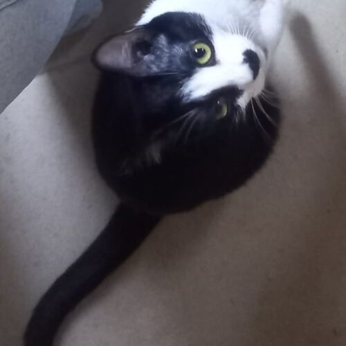 Katze