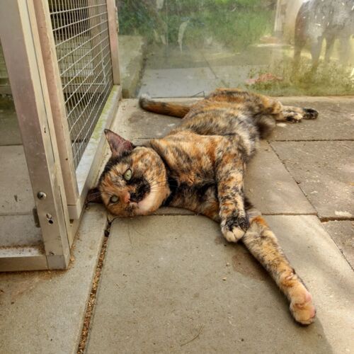Katze