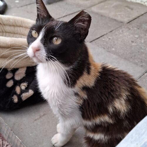 Katze