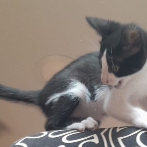 Katze