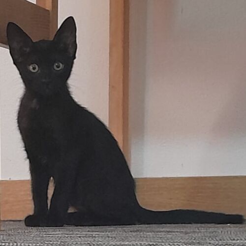 Katze