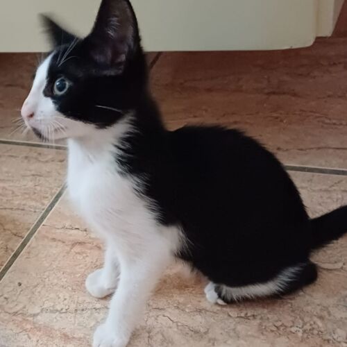 Katze