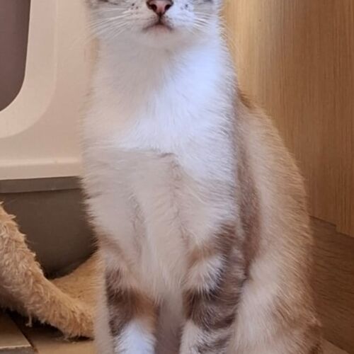 Katze