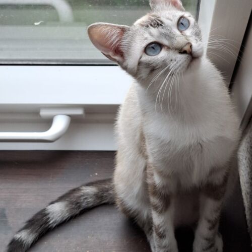 Katze