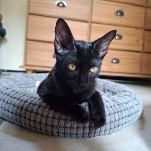 Katze