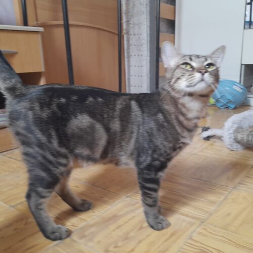 Katze
