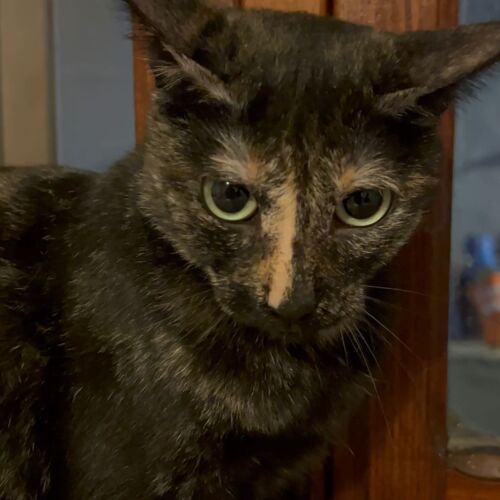 Katze
