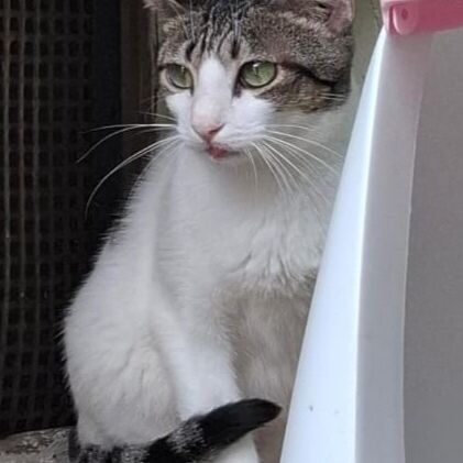 Katze