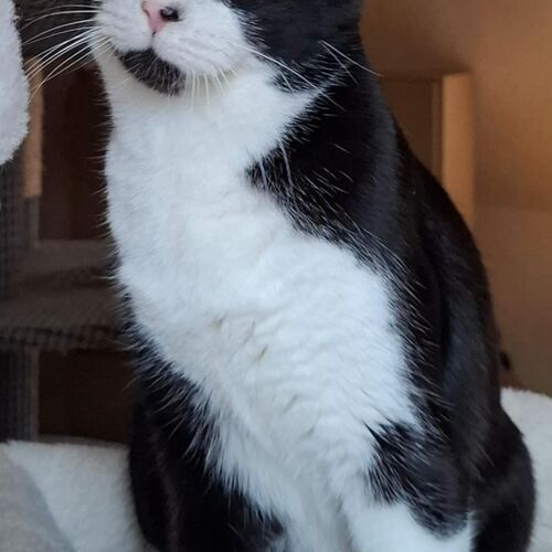 Leo