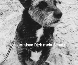 In Gedenken an Balou
