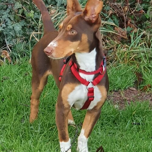 Ruca